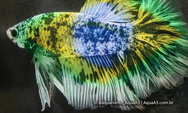 Piscicultura desenvolve Betta com as cores do Brasil