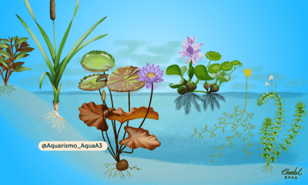 Formas biológicas das plantas Aquáticas