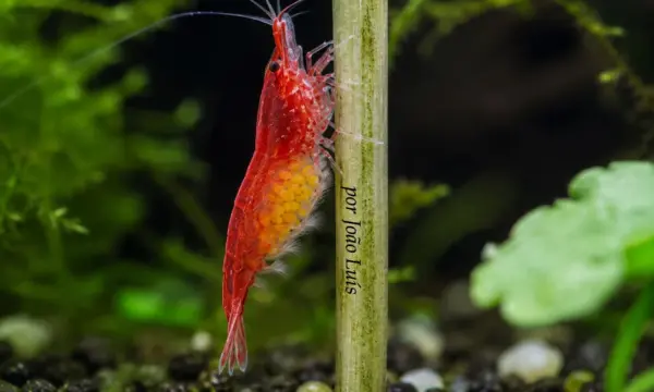 Camarões Neocaridina – Parte I