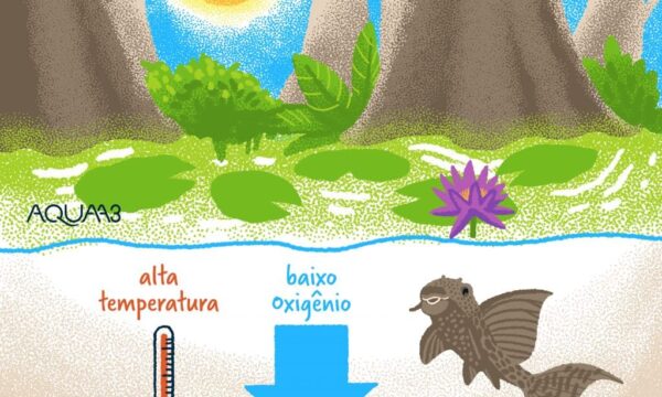 Como os peixes respiram?