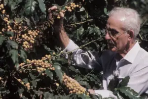 Catuaí, Icatu e Catucaí: entenda as diferenças entre essas variedades de café