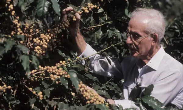 Catuaí, Icatu e Catucaí: entenda as diferenças entre essas variedades de café